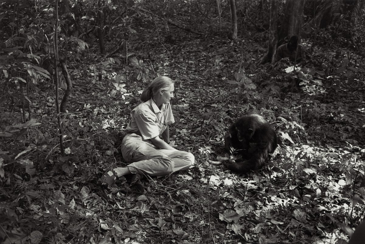 'The least I can do is speak out for those who cannot speak for themselves,' Happy Birthday to the inspiring Dame Jane Goodall 🎉 📷 Photo credit: Ken Regan, taken circa 1989