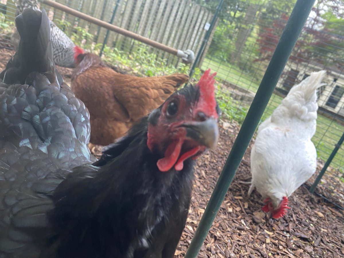 1abbeynormal's tweet photo. Sup?
#chickensitting #yayeggs #sweetladies https://t.co/ngFAtQzTcM