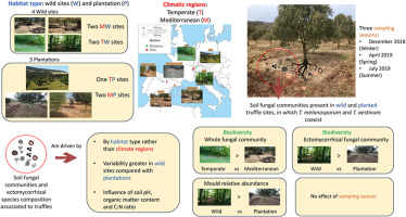 🚨New paper out! Habitat is more important than climate for structuring soil fungal communities in truffle sites. Management , soil properties, and ecosystem age are the drivers.🍄🌳 A collaborative work with @CTFC_Agrotecnio @Agrotecnio @UdL_RDI 👇 👇 sciencedirect.com/science/articl…