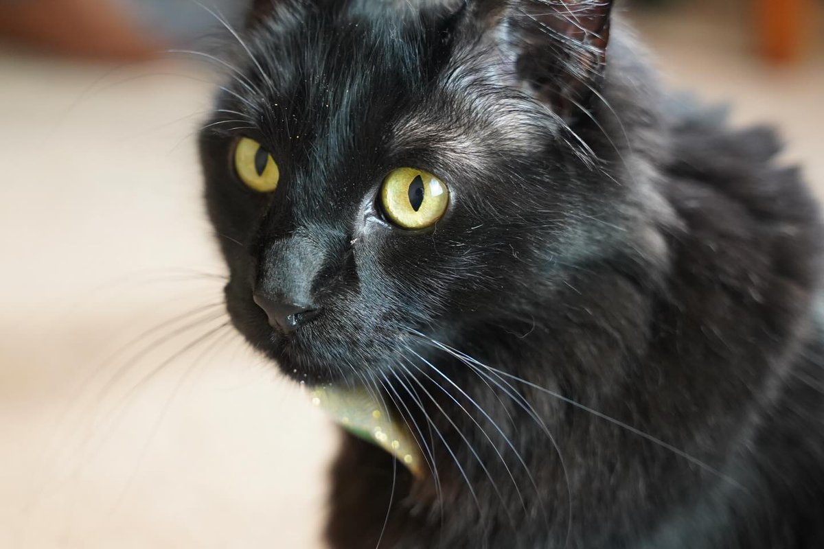 Happy #whiskerswednesday furriends! Hope your #humpday is going well! #BlackCats #panfursquad #WednesdayMotivation