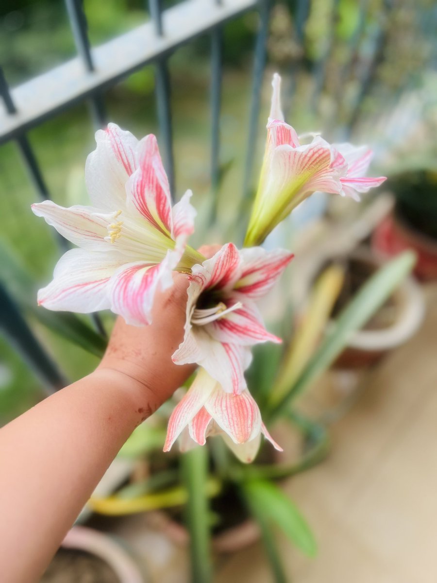 astutibb's tweet image. Lily season is officially here! The plant that flowers once a year, soon after Holi and makes me patiently wait the whole year through for another bloom! If nature doesn’t teach us patience, then what does?

#LessonsFromNature #LilySeason