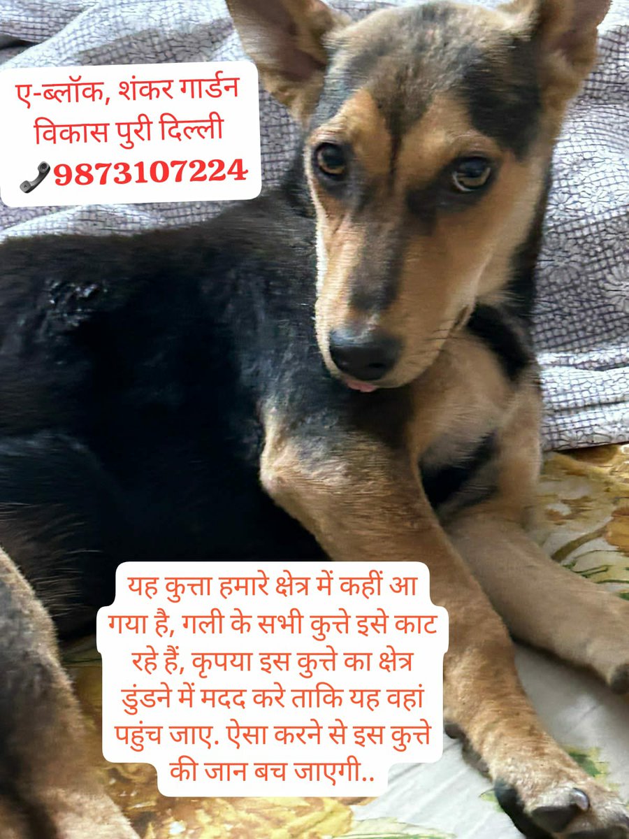 Hello Friends, 

Urgent post, pls share to everyone sothat save life of voiceless. Don't ignore 🙏