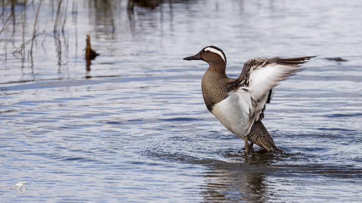 The male #Garganey from the Martin Smith hide this afternoon @slimbridge_wild #glosbirds