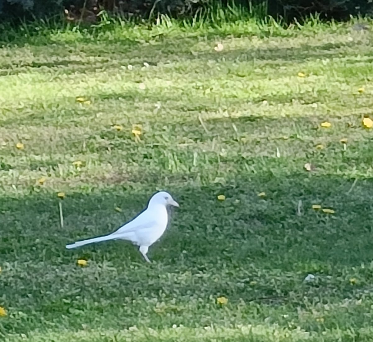 Let me introduce you to one unique inhabitant of @UAM_Madrid campus, the white magpie 🥰