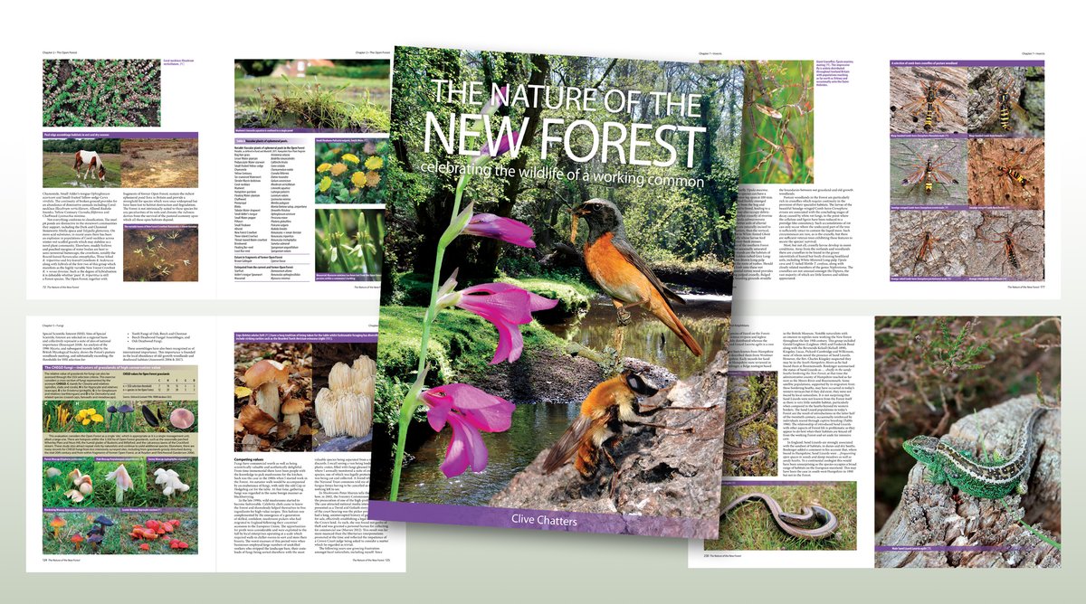 Explore the wonders & wildlife of the New Forest in this new 320-page hardback book The Nature of the New Forest to be published in October - pre-publication offer now on SAVE £10 on published price order here bit.ly/3xfmHcM @WoodlandTrust @HantsIWWildlife @BSBIbotany