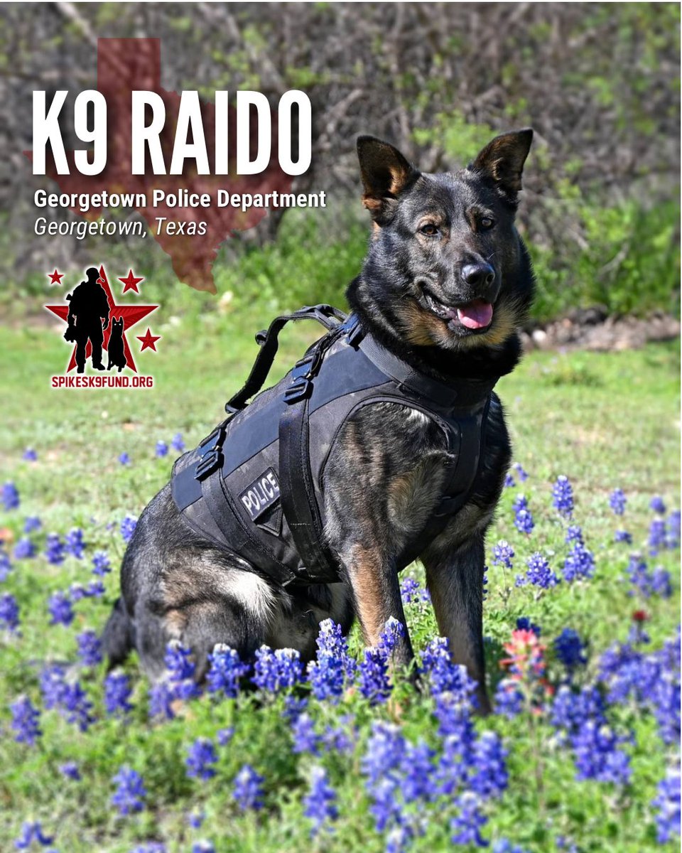 Meet K9 Raido of the Georgetown Police Department in Texas. He, along with two more GPD K9s just received their custom-fit ballistic vests! Thank you so much for your support in keeping these incredible heroes safe! To help more dogs, go to spikesk9.org/DONATE today!