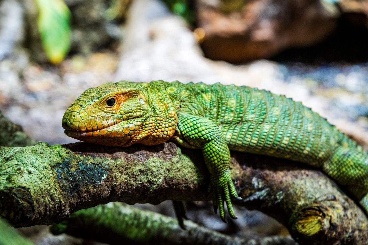Surprisingly aquatic, caiman lizards use their powerful jaws and rudder-like tail to hunt for snails, clams, and other freshwater shellfish — both in their native South American flooded forests and the Steinhart Aquarium.