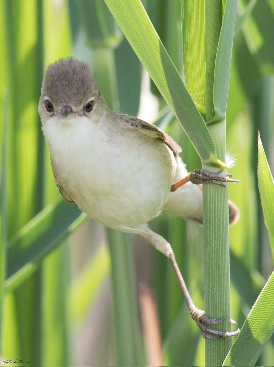 Bu ara sazlıklarda adeta konser veriyorlar ancak kendilerini göstermiyorlardı, bugün bu meraklının poz veresi gelmiş...😃 #sazkamışcını #selcuk_kuscu_birds #KahramanmaraşKuşları