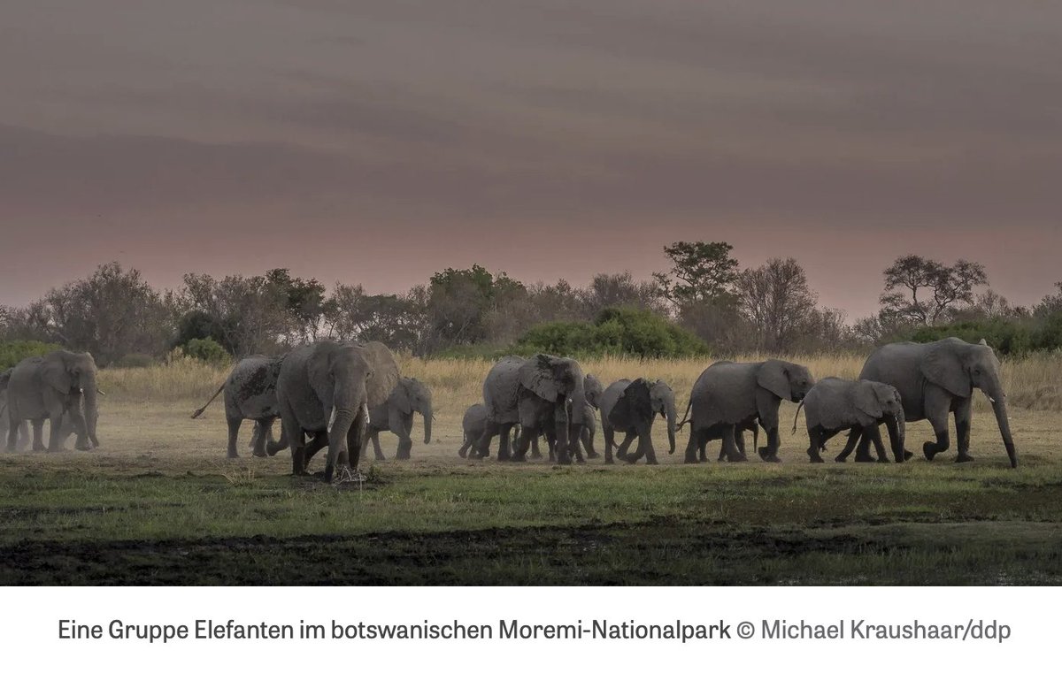 Ihr wollt keine Jagdtrophäen? Dann nehmt 20.000 wilde Elefanten – sagt Botswanas Präsident Mokgweetsi Masisi. Warum das eine clevere Provokation ist und wieso Trophäenjagd gut für Tierpopulationen sein kann, habe ich für @zeitonline_wis aufgeschrieben. zeit.de/wissen/umwelt/…