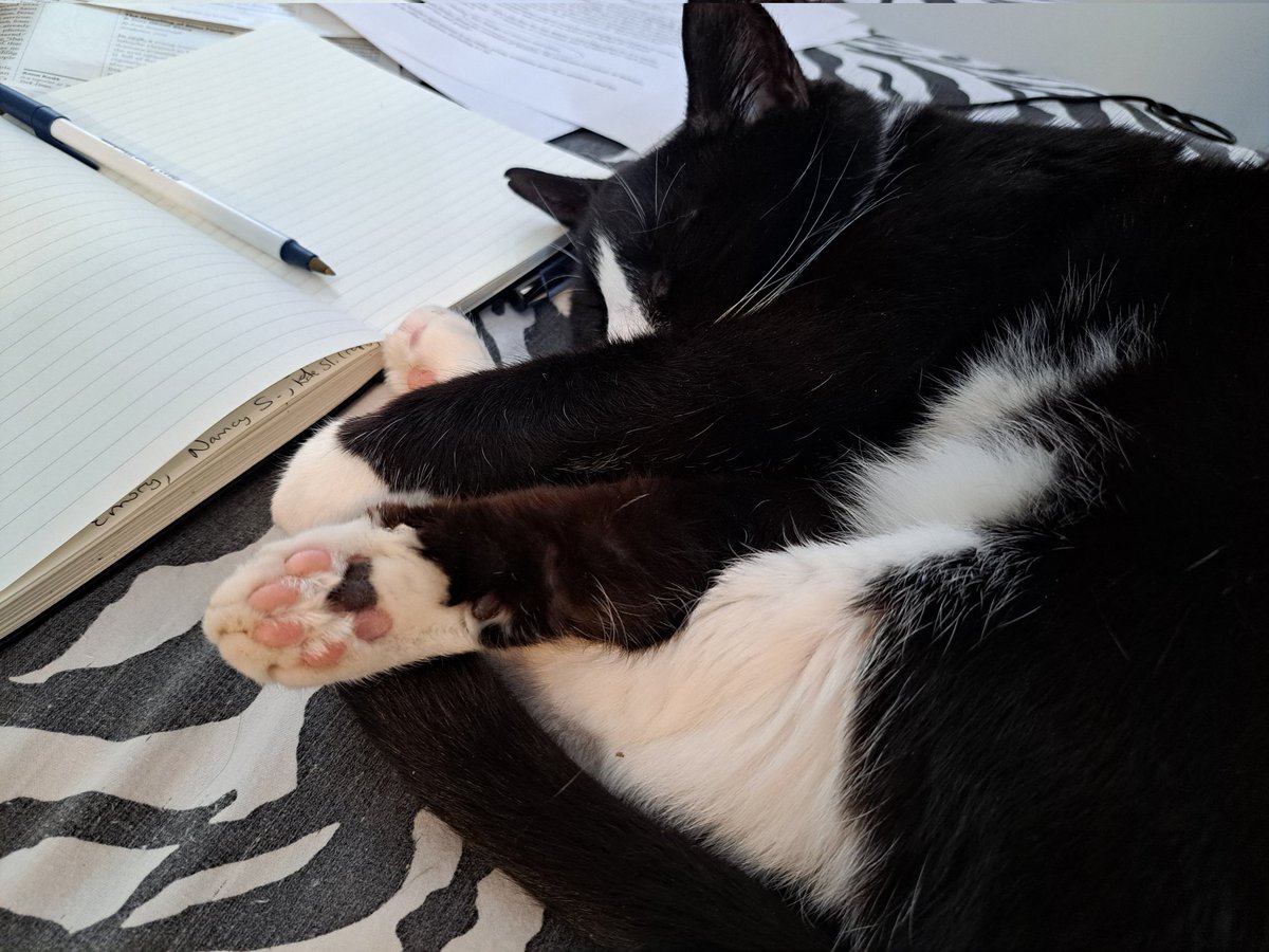 My dear editor! She's a muse, even while unconscious. #cats #amwriting #writing