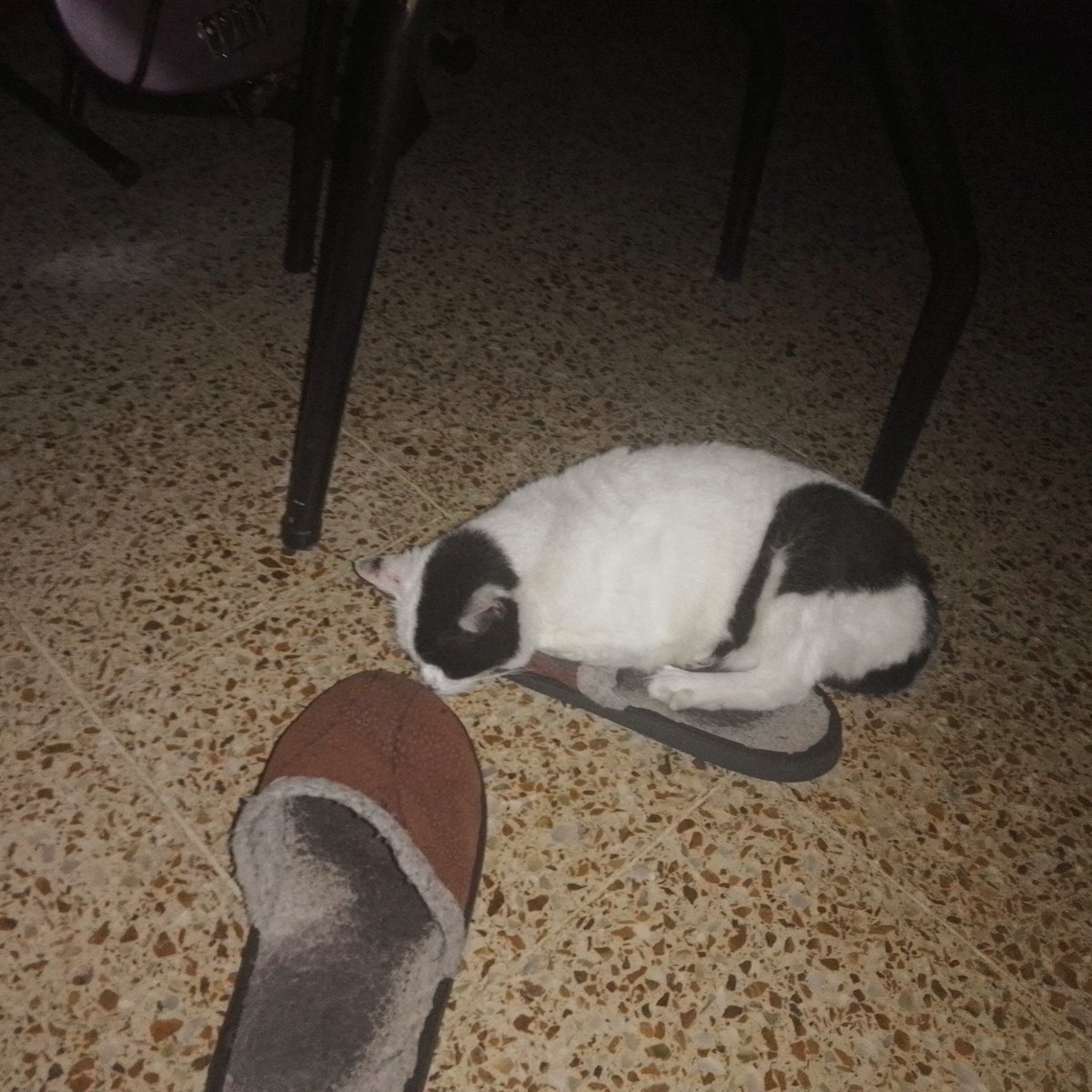 KurtoVein's tweet photo. Toda una vida juntos la verdad. Casi 13 años acompañándome cuando ni siquiera hacia falta, me hacias sentir mucho menos solo. Ojala hayas disfrutado cada dia desde ese dia que te encontré en la calle. Te quiero mucho blanquita, para siempre https://t.co/Ojo5pJjNqY