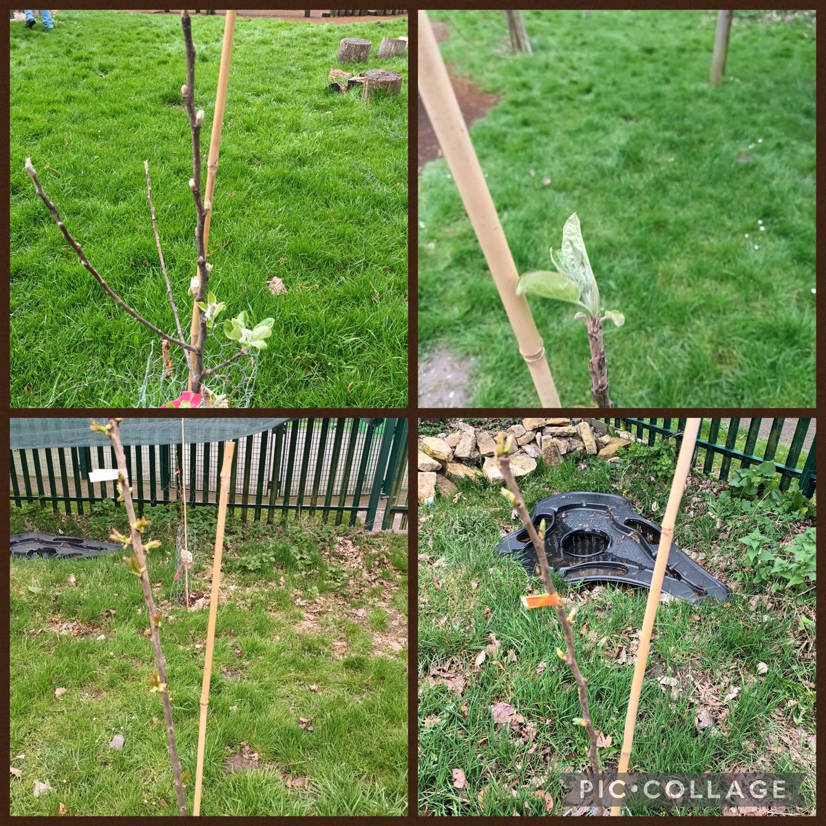 Been to check on the fruit trees given to us by the Tree Council. Lots of new shoots and leaves growing! Spring is here! 🍎🍒🍐 @RHSSchools @LEAF_Education