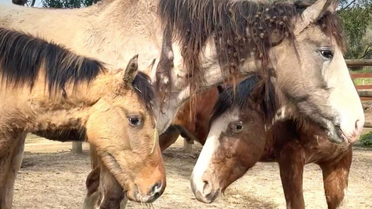 skydogsanctuary's tweet photo. Mr. Bojangles &amp; Grey Lady were born at BLM #corrals to #wildmustang #mares from #WarmSprings HMA in #OR. Adopted out together as #yearlings, she was bred, had a #filly, Pipsqueak. The family  traveled a hard road that led to a #killpen, but ends happily ever after at #Skydog. https://t.co/UT3gK57bFn