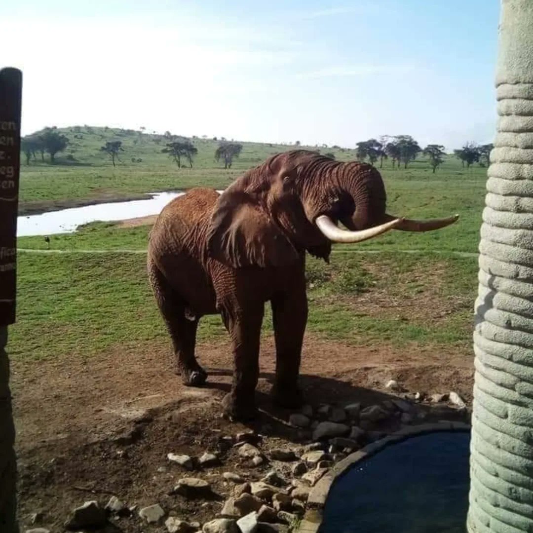 MbesaWinnie's tweet photo. Experience an unforgettable adventure at Saltlick Safari Lodge in Kenya's Taita Hills Wildlife Conservancy. Book through Royal Star Expeditions for exclusive discounts. Wake up to elephants at the watering hole outside your room.
#RoyalStarExpeditions https://t.co/6ZQSRNpSSm