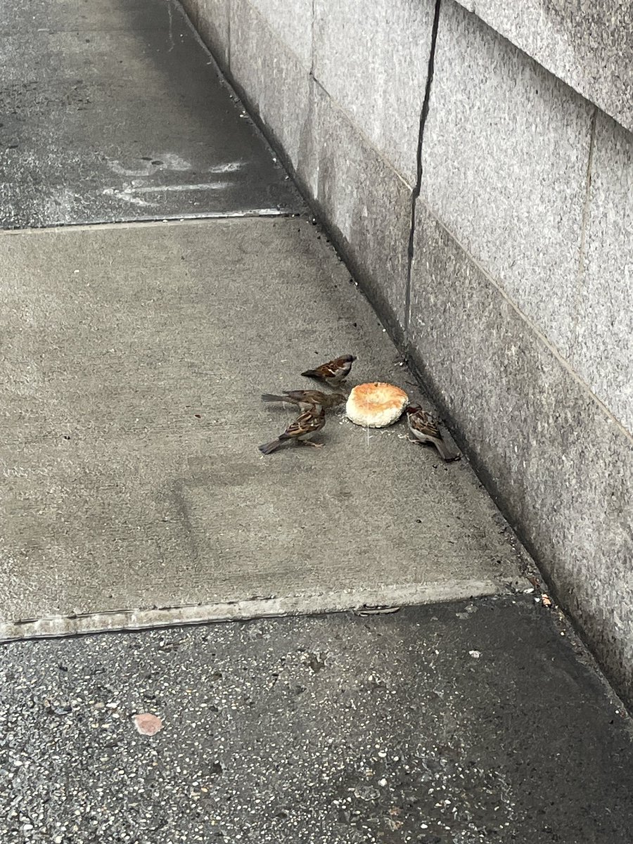 Šodien pusdienās beigelis