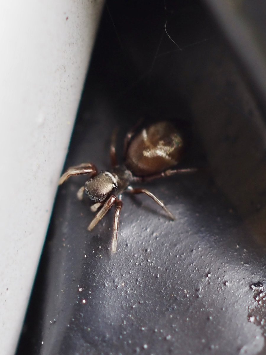 I just love spotting these little sweetie pies. #BarkingRiverside Another little gem found by the river @BritishSpiders @Tone_Killick Synageles venator A spider that can very convincingly mimic an ant.