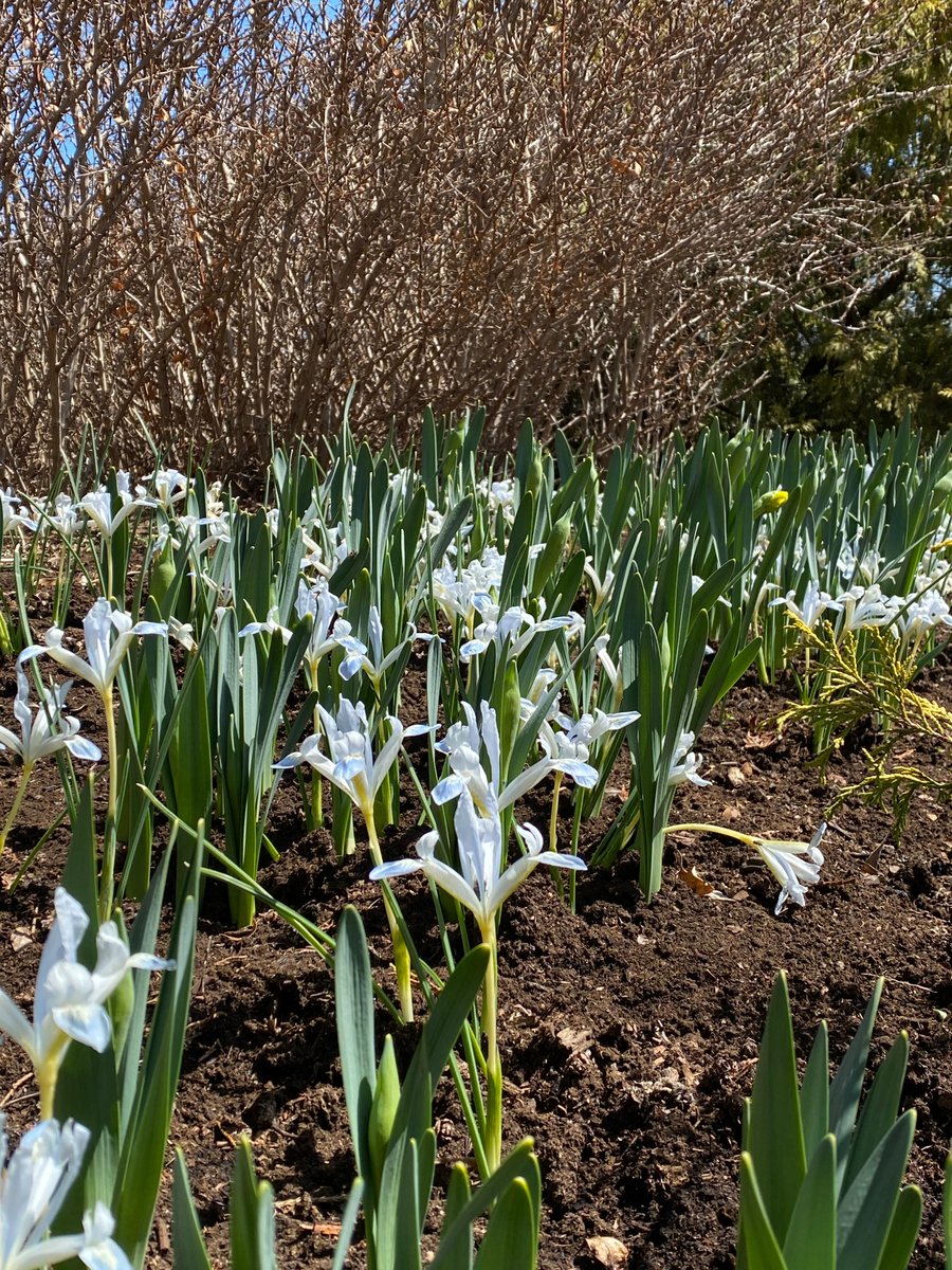 Laking Garden reopens for the season on Friday, April 5. Watch for spring ephemerals and netted iris currently blooming! As spring unfolds, don't miss the thousands of daffodils blooming across the terraced landscape in April. Plan your visit at ow.ly/nHBc50R4laW #RBGblooms