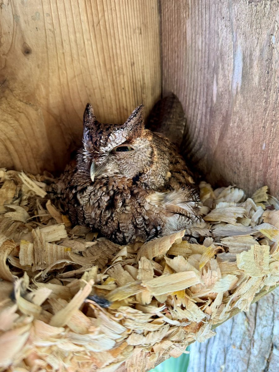 Last but not least the screech owl affectionately known as “Stink-eye” is back again in her nesting box behind 12 tee at #oldefloridagolfclub Currently 3 of the 7 boxes are occupied @NativeBirdBoxes @AudubonIntl @gcsaa #golfcoursesuperintendent #thisismyoffice #environment #golf