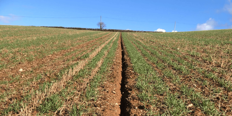 It has been an awful winter. Maximising yields & optimising #SoilHealth is challenging enough without prolonged periods of extreme weather. FCT's Tilly Kimble-Wilde explores options to build resilience into future crop rotations👇 farmcarbontoolkit.org.uk/2024/03/21/sus… #farmingUK #harvest24