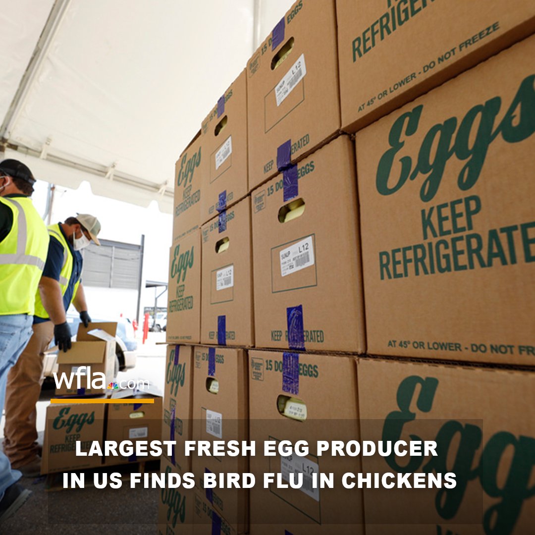 WFLA's tweet photo. BIRD FLU FOUND IN CHICKENS🥚: The company said there is no known bird flu risk associated with eggs that are currently in the market and no eggs have been recalled https://t.co/31zyPJ471k https://t.co/KSc8UK7Cbp