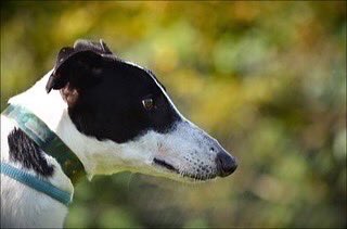 Nath is a lovely white & black boy who is also extremely loving and will jump up for a cuddle given half the chance and give you a big smile whilst your cuddling, please call the kennels; 07783 367032 email: info@retiredgreyhoundscanterbury.co.uk @centralparkgreyhounds #TeamZay