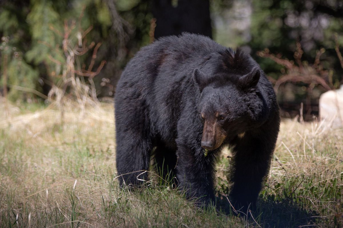 Parks Canada has received the first confirmed bear sighting of the Spring! 🐻 Now is a great time to get your bear spray out and to remember your bear safety skills: parks.canada.ca/bears-and-peop… Report concerning wildlife activity or dead animals: 780-852-6155. 📷 2021