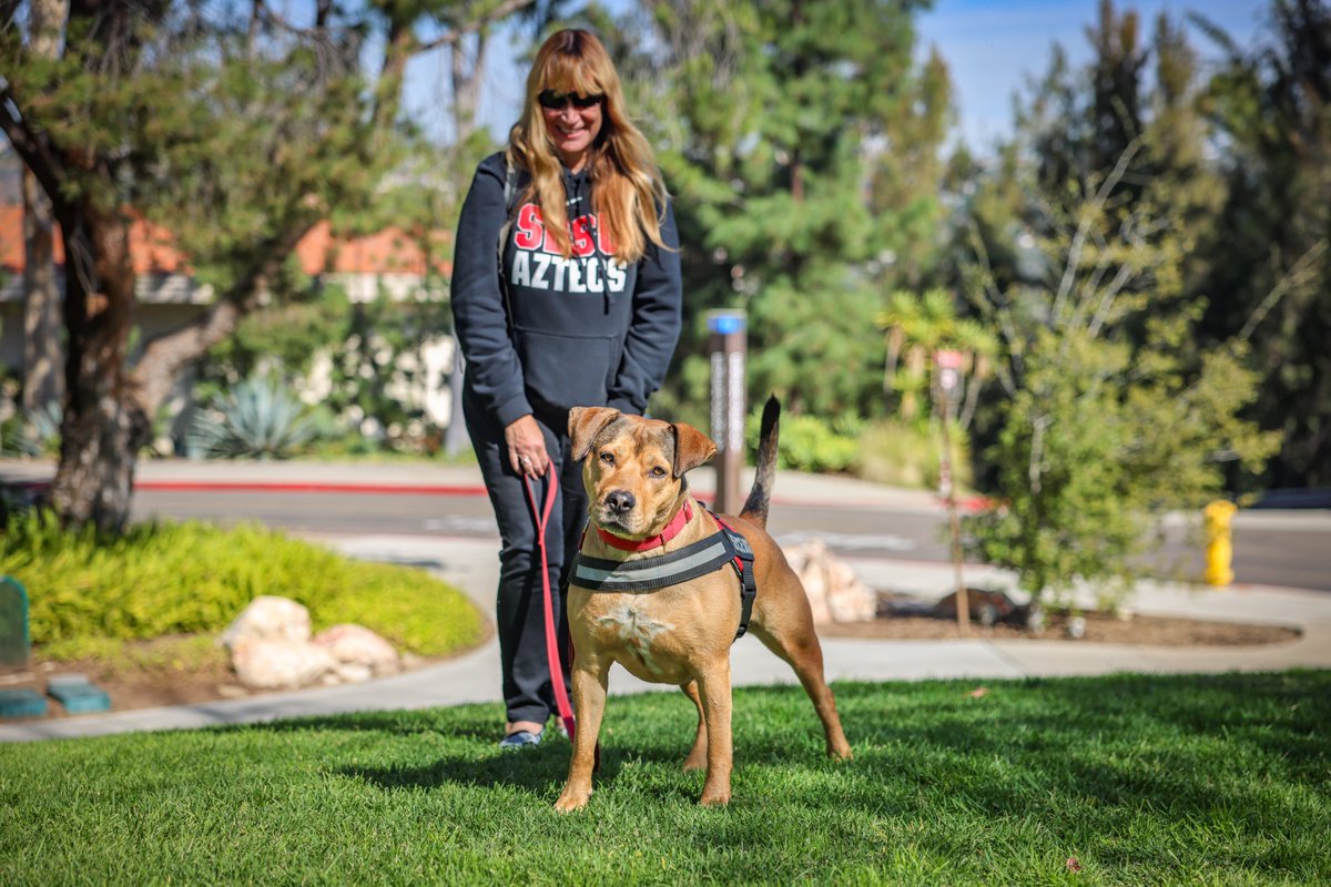 Folks in our School of Teacher Education love to see Caddie, the adorable service dog that Associate Professor of Science Education Donna Ross often brings to class. Caddie just received her closeup in a new photo story on the Dogs of #SDSU! 📷: sdsu.edu/news/2024/04/m…