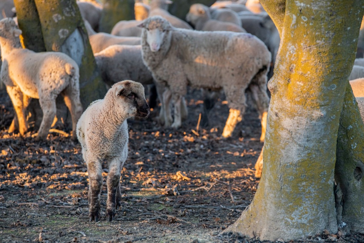 Ewe Won't Believe It: Sheep Weeders Imagine fluffy sheep roaming vineyards, not just grazing, but actively nurturing grapevines. This charming scene isn't fantasy; it's our sustainable farming practice.