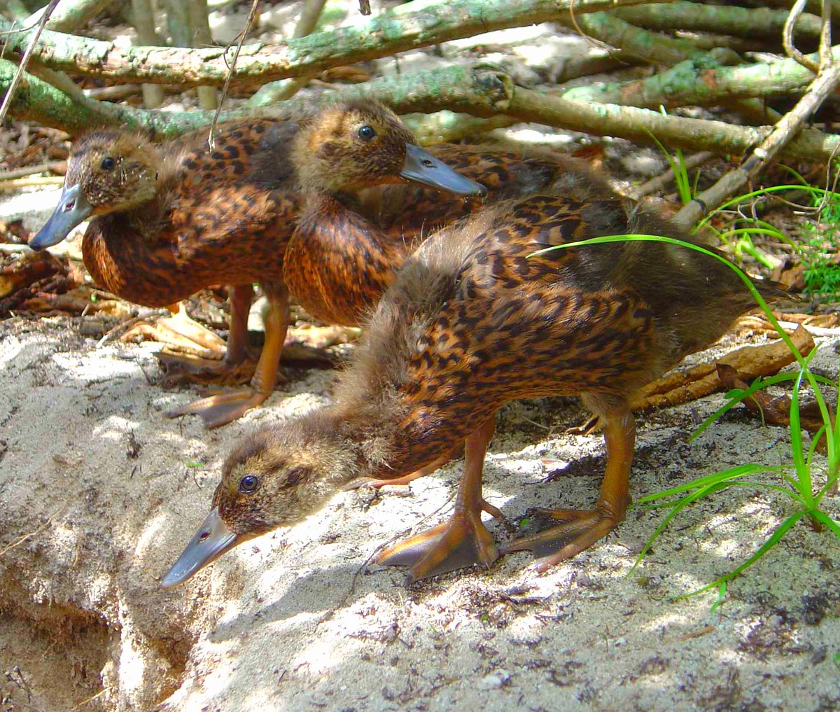 Laysan duck are among the most critically endangered waterfowl in the world! They mainly eat insects like brine flies they find in mudflats, another reason to #ProtectInsectsProtectBirds & their wetland habitats 🦆 @WMBD #WMBD2024 #WaterfowlWednesday 📷John Klavitter/USFWS