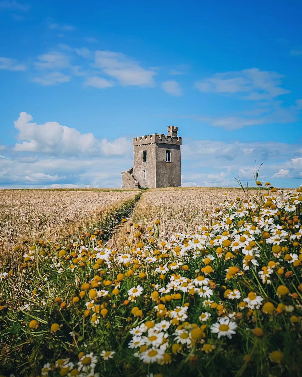 Imagine the view of the beautiful flowers from the top!☀️🌻 📍Ardmore Watch Tower, County Waterford 📸instagram.com/luisteix/ #FillYourHeartWithIreland #Daisies #ArdmoreWatchTower #CountyWaterford #VisitWaterford #TravelPhotography #Wanderlust #DiscoverIreland