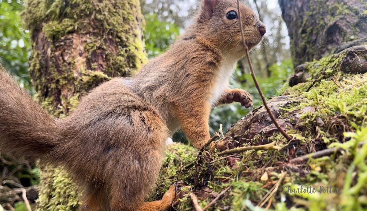 A glorious time at Shap Wells yesterday 📸 @eden_reds #redsquirrel #cumbria #redsquirrels @BBCSpringwatch