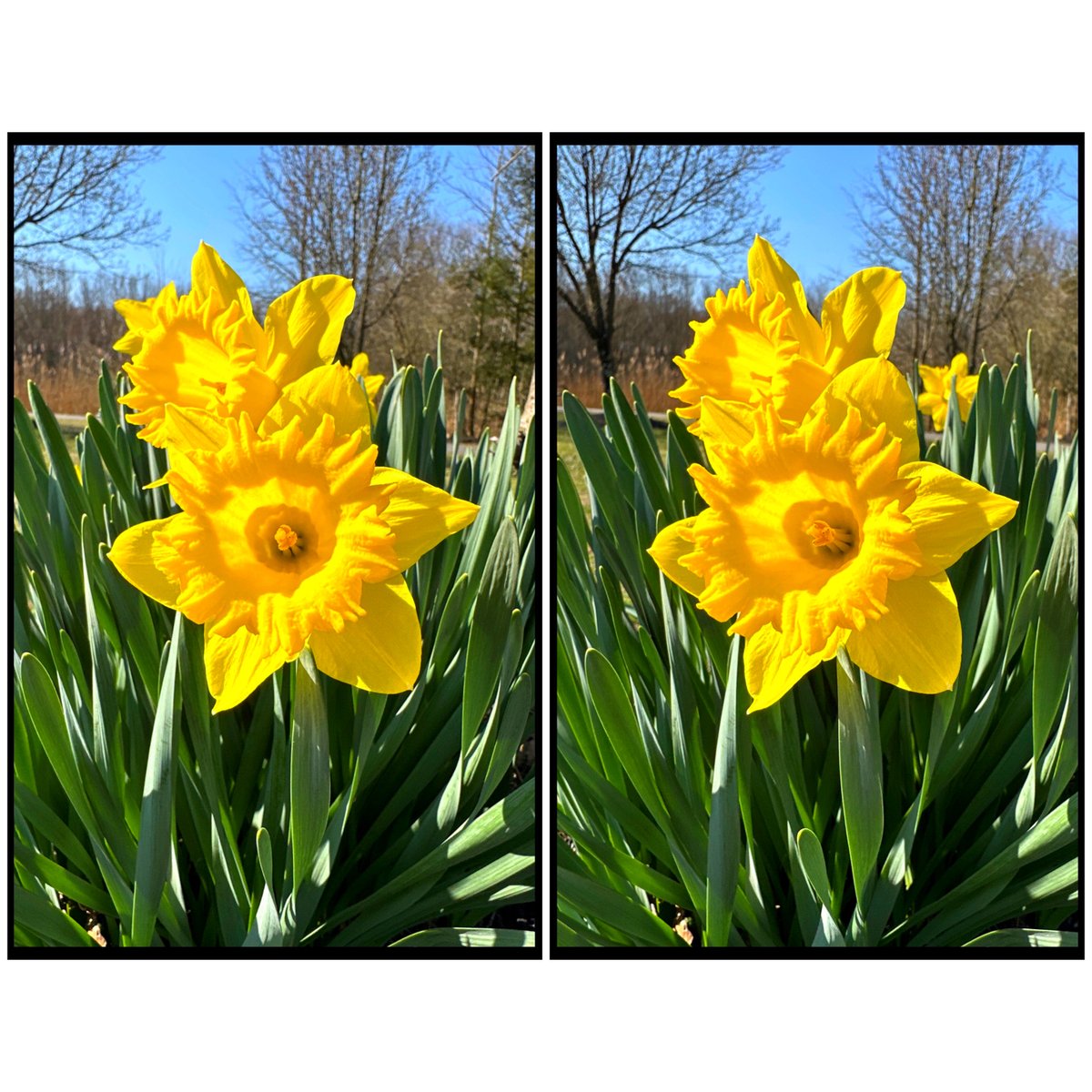 Now this is Spring! Thank you Tracy Seeger of New Jersey, USA ! Keep them coming #SpringInStereo tag @londonstereo and / or email to nicole@londonstereo.com