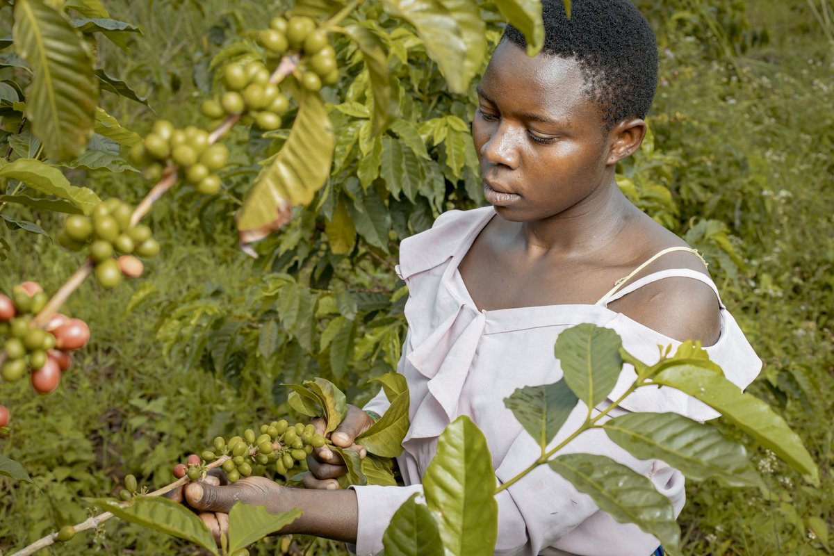 Under the Rwandan sun, amidst the rolling hills of Mubuga, we handpick every coffee bean with care and pride. 🌿☕️ #MubugaBioCoffee #HarvestingMoments #RwandaCoffee