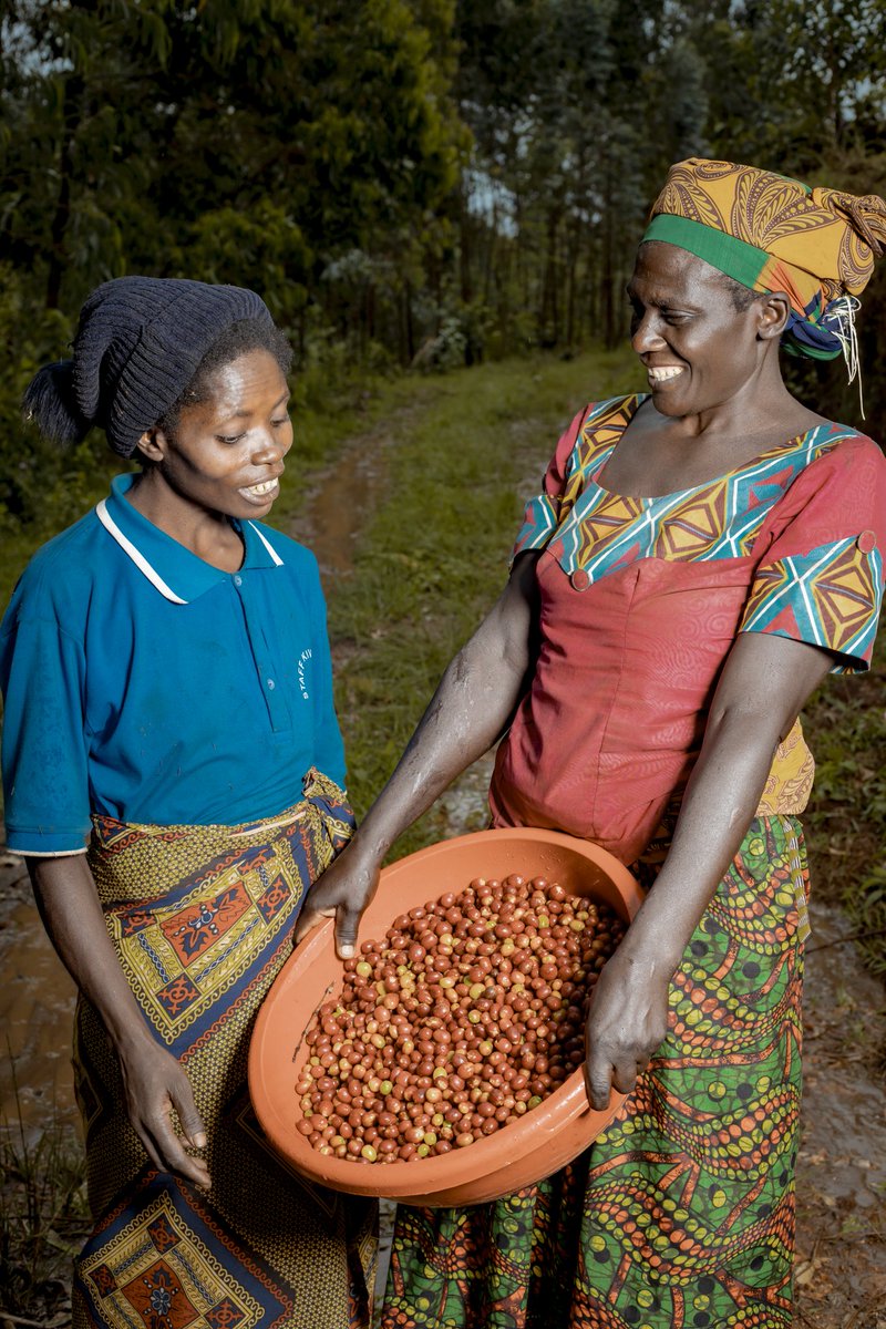 From the lush fields of Mubuga, where every bean tells a story. ☕️ Harvesting coffee with heart and soul. #MubugaBioCoffee #HarvestingMoments