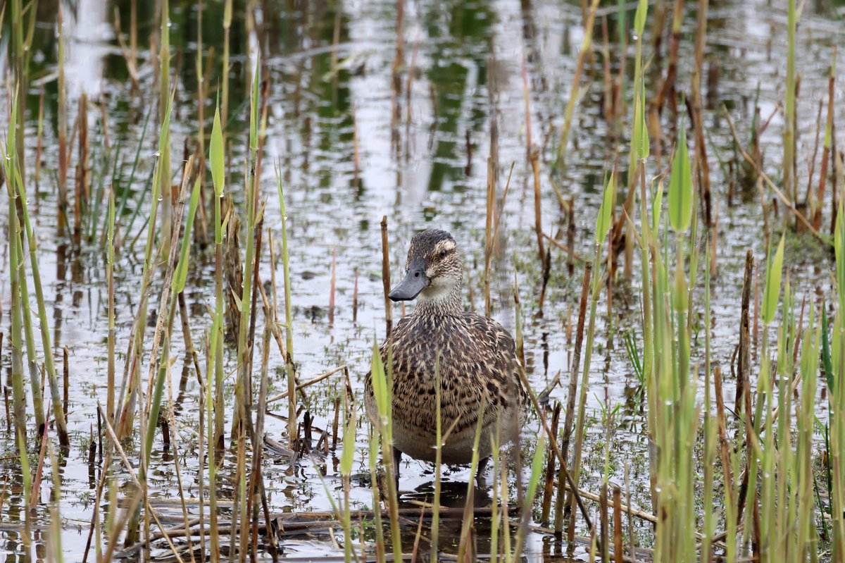 Garganey Pair showed well at #Woolstoneyes today, still plenty of Brambling At the feeders Ferruginous pair showed well but my photos didn’t do them justice