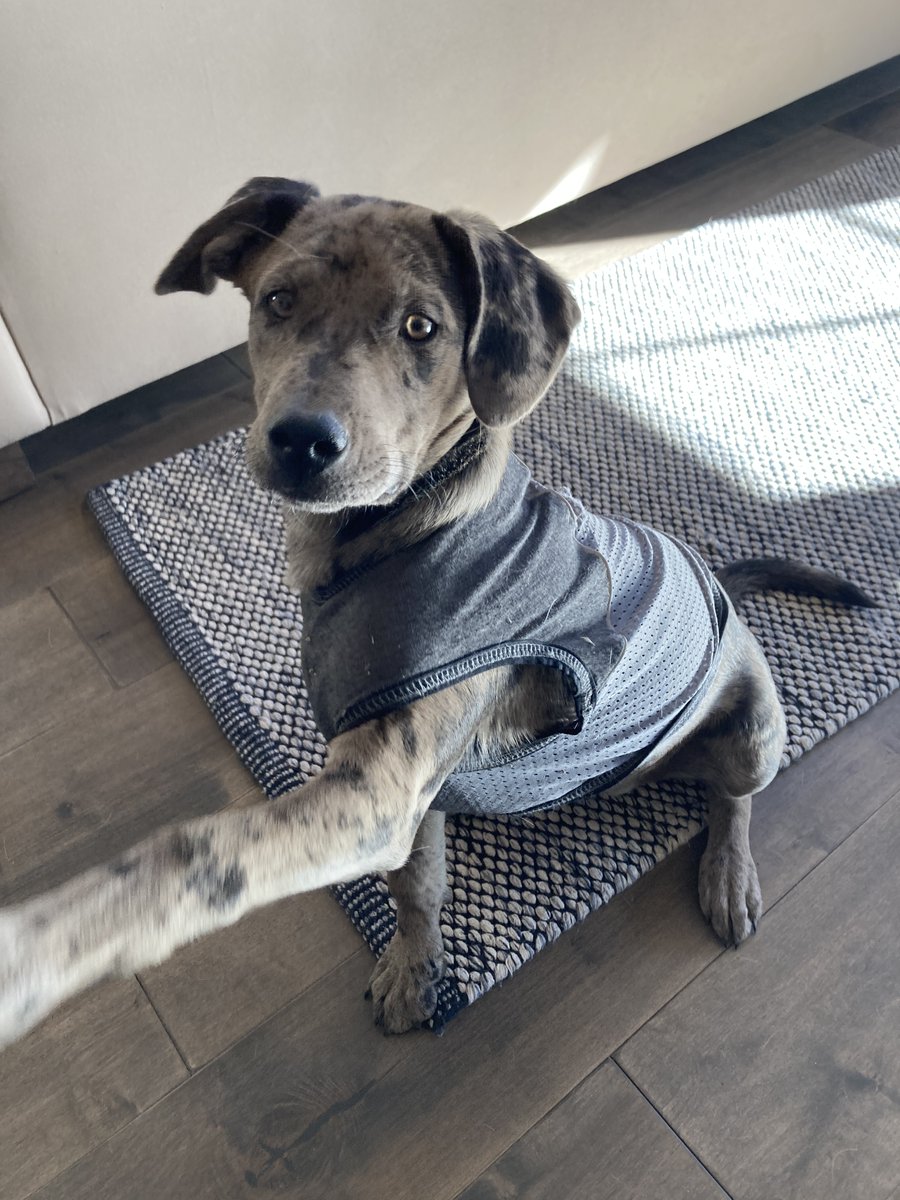 Spring is here! Rynn is pawing for outings with her @insect_shield vest! Shop Insect Shield & use affiliate code COLORADOTICKS. You get 15% off first purchase & COTBDAA gets 10% of the sale! Monies support education, prevention, research & advocacy. insectshield.com/?ref=coloradot…