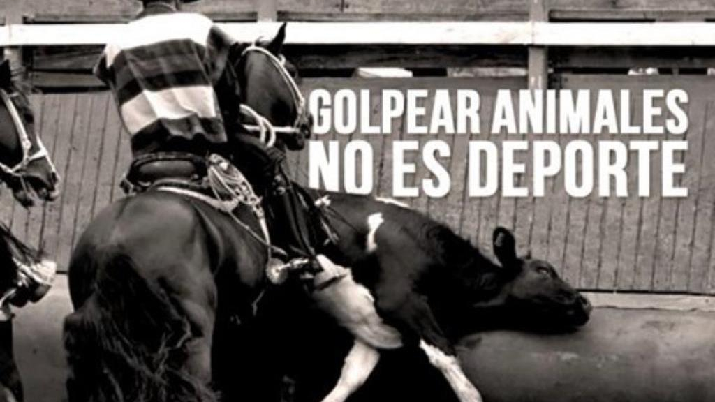 Invito a todos los diputados que votaron por aprobar el proyecto de ley que propone al rodeo como 'deporte' nacional a ocupar, por sólo unos minutos, el lugar de los animales utilizados en esta práctica y ver qué les parece...
#NoMásRodeo
#ElRodeoNoEsDeporte
#MaltratoAnimal