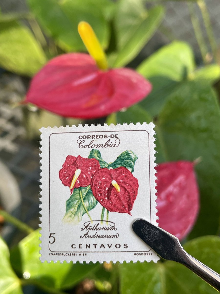 Anthurium andreanum
Country : Colombia 
Year : 1962

#stampswith_sara #XtremePhilately #philately #SriLanka #Colombia #anthurium