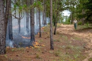 The @FLForestService had a record-breaking #RxFire season! They 'treated ~89,072ac of state forests with rx fire, far above the 5-year avg of 54,621ac for the month. This does not include rx fire applied to private & non-state forest public land.' fdacs.gov/News-Events/Pr…