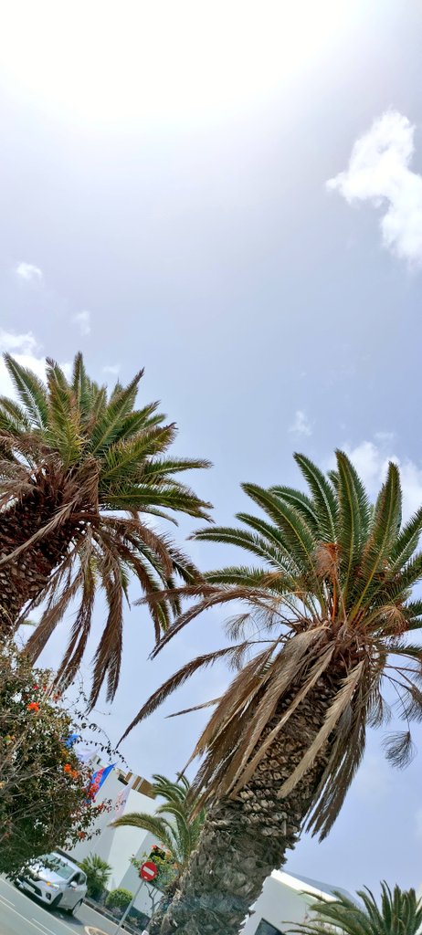 SCastilla1959's tweet photo. Palmeritas Canarias https://t.co/SKcQvOS3ny