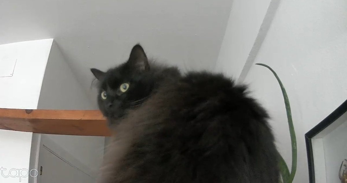 _anxke_'s tweet photo. QUE HOSTIAS PASA MERCORES E XOVES EN PELAMIOS???? Que levo máis de 30min buscando para aparcar!!! Quero irme a casa que Gato me está esperando :( https://t.co/1kqkHbJxon