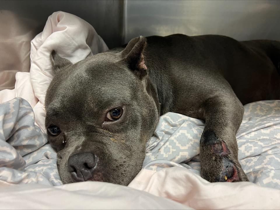🔥IMMEDIATE RESCUE NEEDED - RESCUE ONLY🔥 PUDDING A0055628890 This baby has numerous wounds on lower legs, redness on abdomen with some scrapes All paw pads are raw & peeling Possible road rash from HBC or burns! Email FWACCtag@fortworthtexas.gov #dogsoftwitter #dfw more⬇️