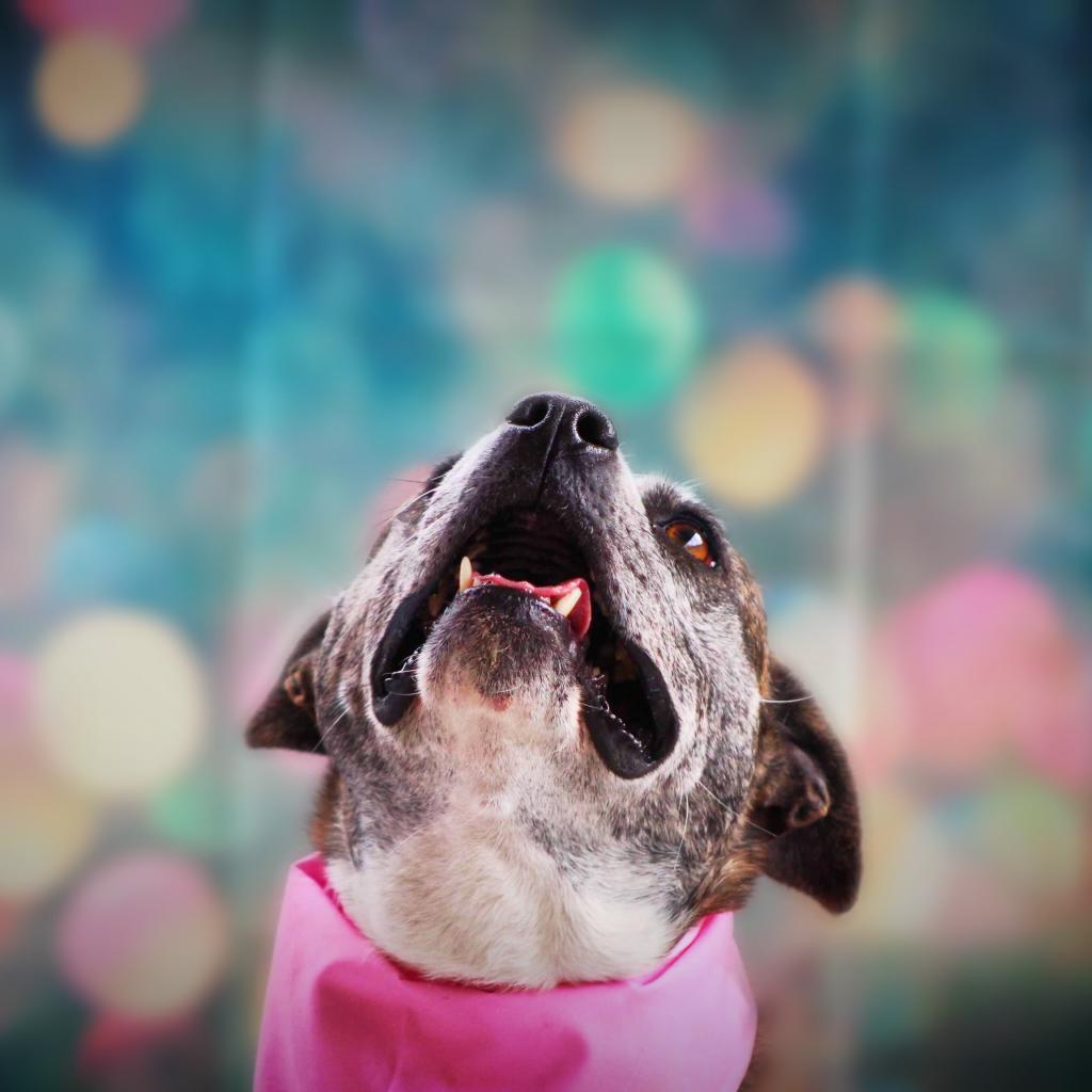 Isn't Hara so cute? Adopt her today! (Local Adoption Only - in San Antonio, TX) shelterluv.com/matchme/adopt/…