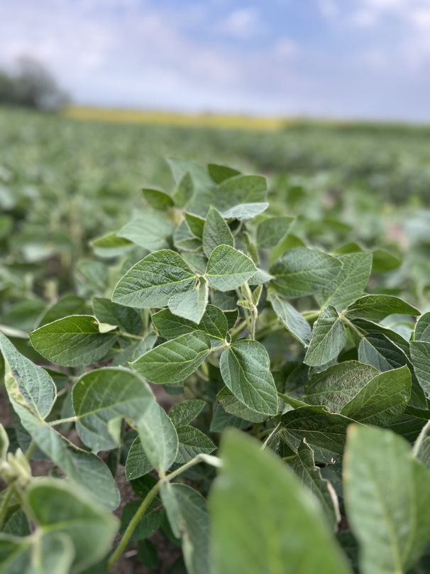 One thing you'll love about #DEKALBsoybeans is their high yield potential and tank-mix compatibility, made possible with the #RoundupReadyXtend Crop System. Visit bit.ly/470WFqH to learn more about why the #RRXCS could be the game-changer on your farm. @BayerTraitsCA