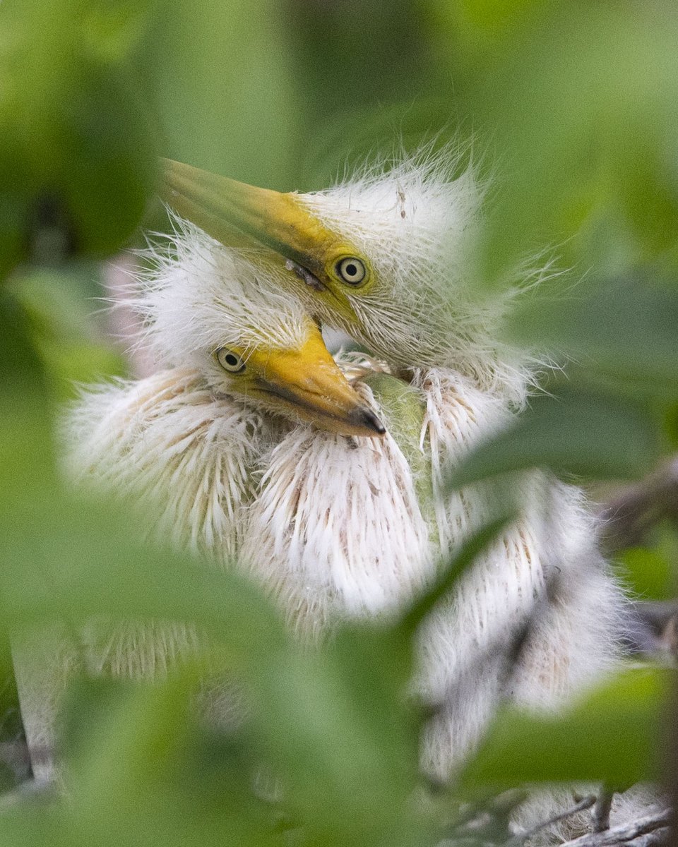 Happy National Siblings Day to these two juvenile great egret chicks, just a few days or weeks old. Egret hatchlings are known to tussle, and sometimes even engage in violent battles in a competition for food. Photo by Multimedia Producer @LeahVossVisuals