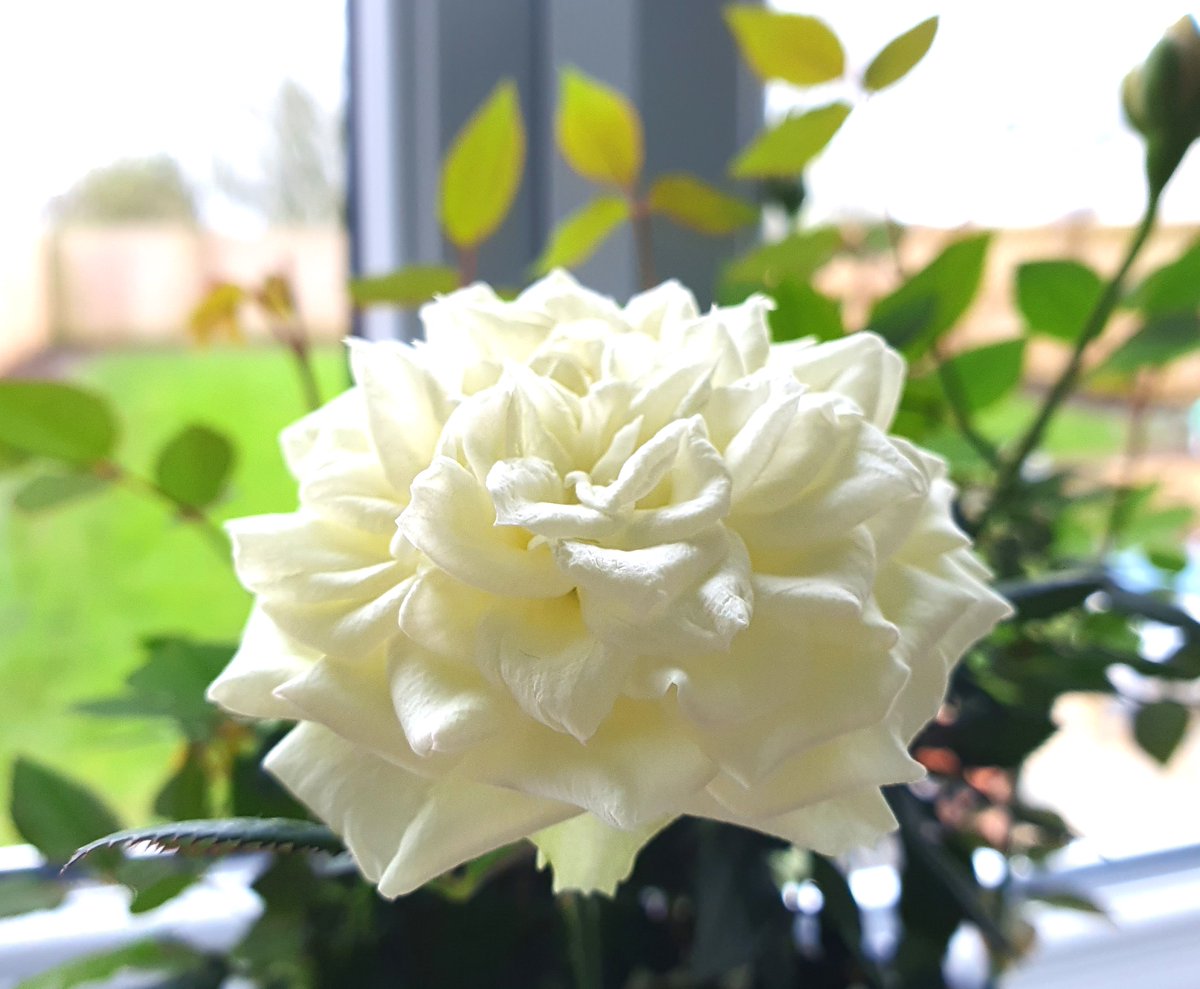 🤍🌿We are soaked and sodden today, so am resorting to my currently blooming indoor #whiterose for today's #RoseWednesday 🌹especially for our lovely #Yorkshire white #roses @sjholt50 & @VenetiaJane 🤍🌿🤍 #FlowersOfTwitter #RoseADay