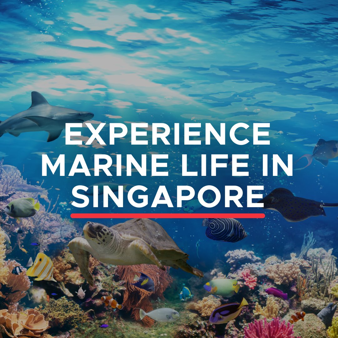 VisitSG_US's tweet photo. Today is World Aquatic Animal Day! As an island nation, Singapore has tons of water-dwelling wildlife to marvel at. See for yourself at these locations:

🐢Sisters’ Islands Marine Park
🐠 Kusu Island
🌊 River Wonders at Mandai

#VisitSingapore #PassionMadePossible https://t.co/aQ73fNWYH9