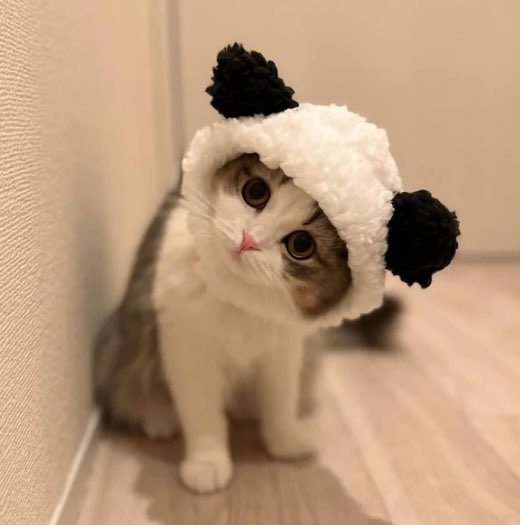 PandaCatSolana's tweet photo. @artsch00lreject Hi 🐼 $PANDA https://t.co/Svu6AGrZFp