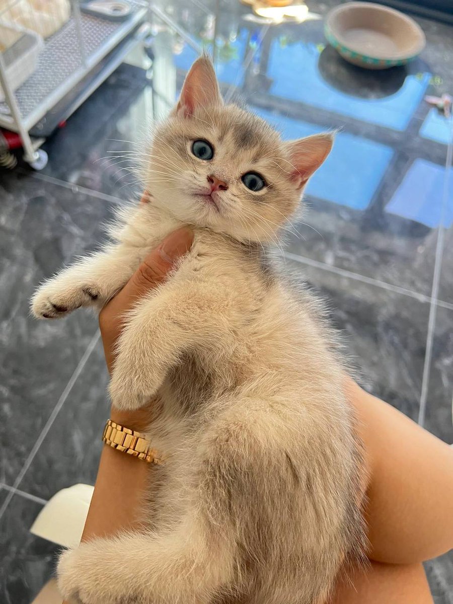 Adilgala's tweet photo. A little baby 😅❤ #cat #pet_lover https://t.co/nkf6fJj6b6