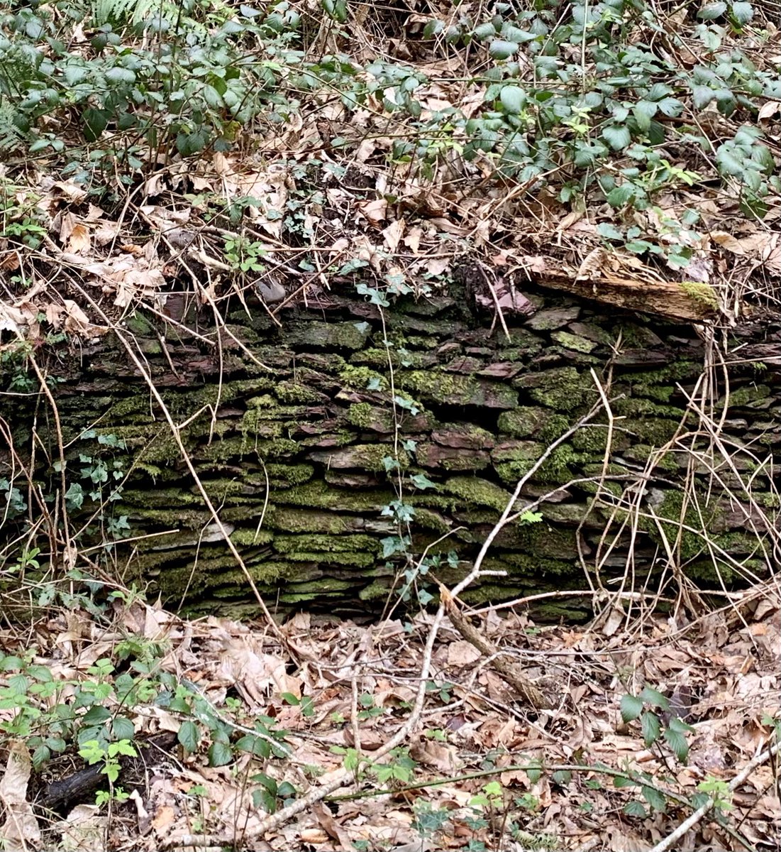 Hidden beauty in the Woods by the Leamlara river today….🌲🌲😊